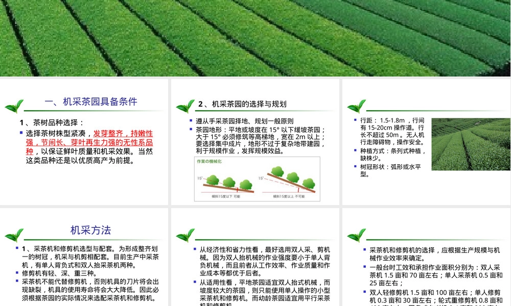 机采茶园管理与机采技术PPT课件 副本1.ppt