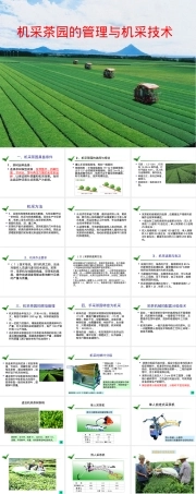 机采茶园管理与机采技术PPT课件 副本1.ppt