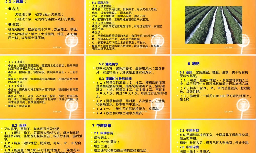 露地花卉栽培管理PPT课件.ppt