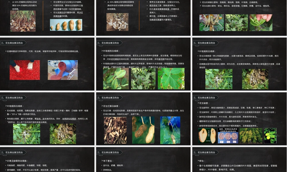 花生高产栽培管理技术PPT课件 副本1.ppt