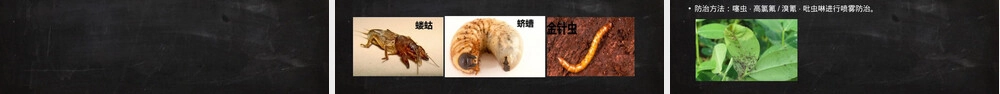 花生高产栽培管理技术PPT课件 副本1.ppt