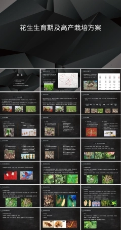 花生高产栽培管理技术PPT课件 副本1.ppt