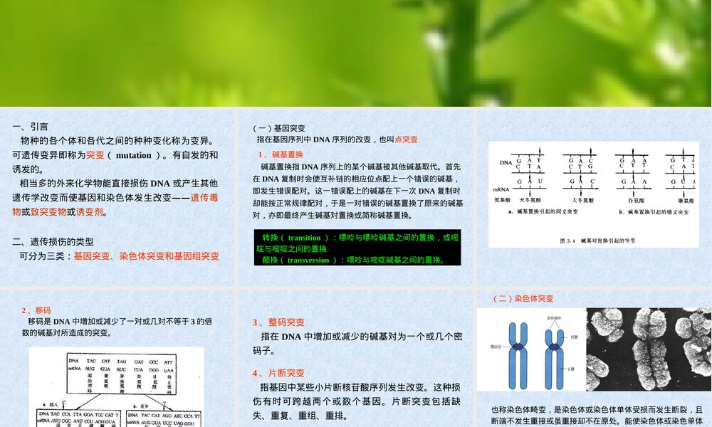 基因突变试验教学PPT课件.ppt
