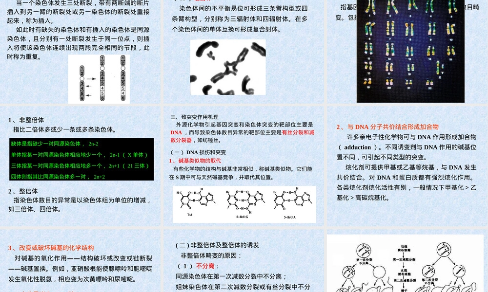 基因突变试验教学PPT课件.ppt