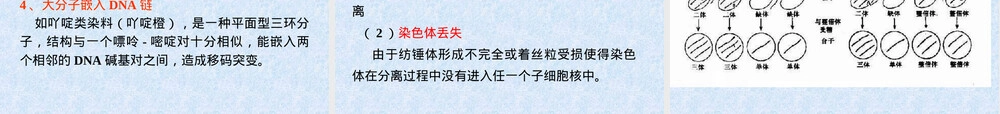 基因突变试验教学PPT课件.ppt