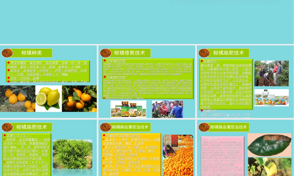 柑橘栽培管理技术PPT课件.ppt