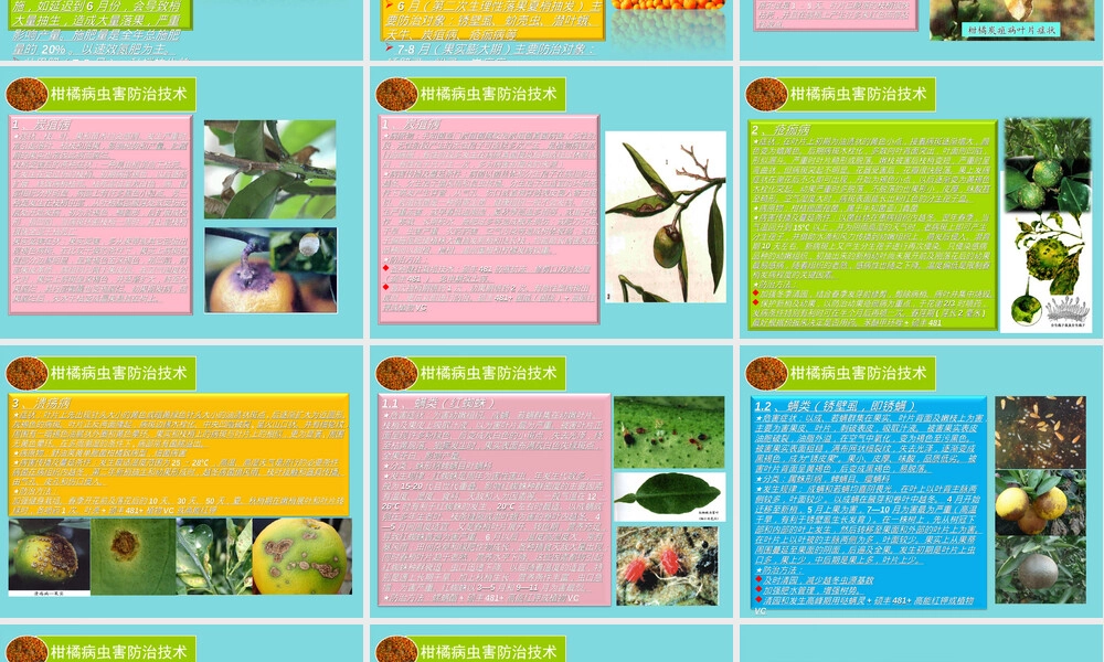 柑橘栽培管理技术PPT课件.ppt