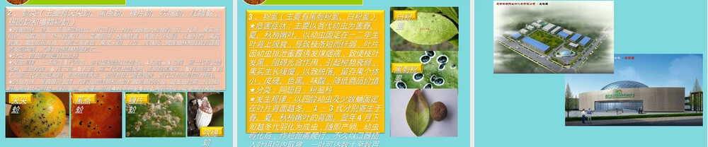 柑橘栽培管理技术PPT课件.ppt