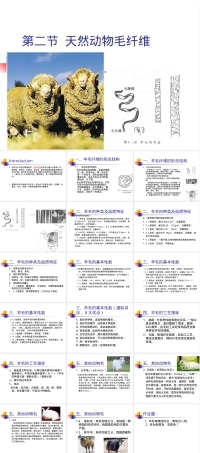 毛纤维纺织材料教学PPT课件.ppt