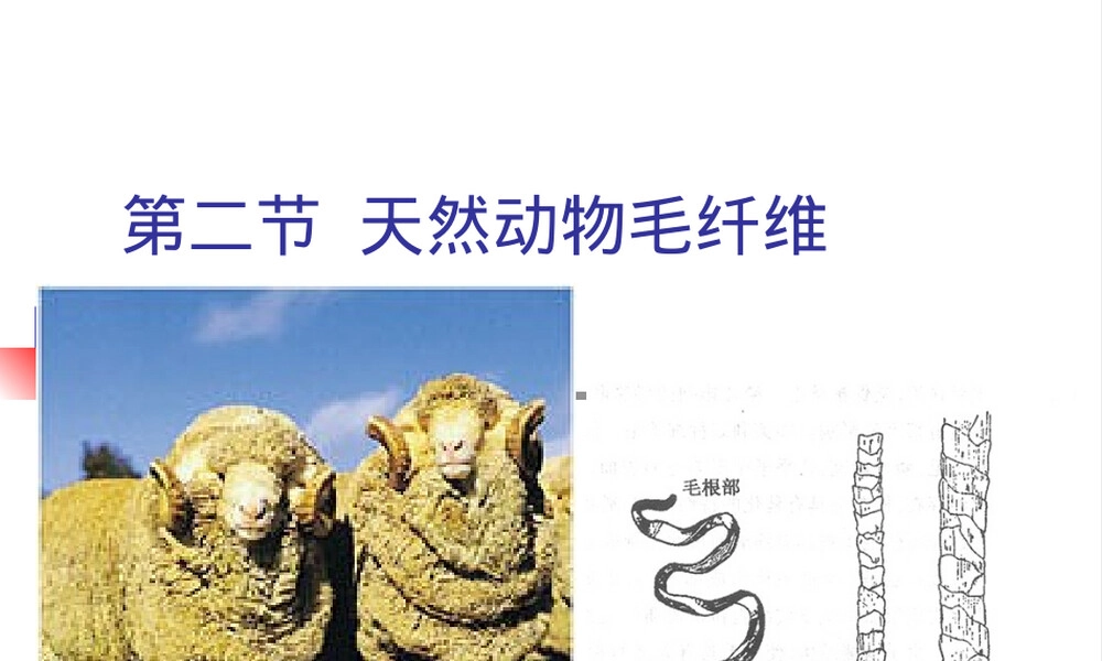 毛纤维纺织材料教学PPT课件.ppt