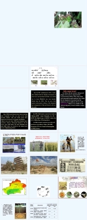 蝗虫及其防治PPT课件.pptx
