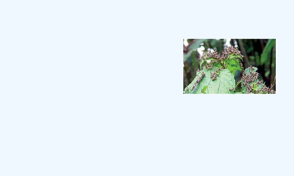 蝗虫及其防治PPT课件.pptx