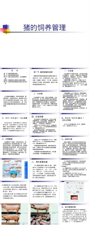 猪的饲养管理PPT课件.ppt