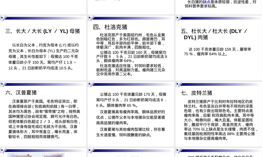 猪的饲养管理PPT课件.ppt