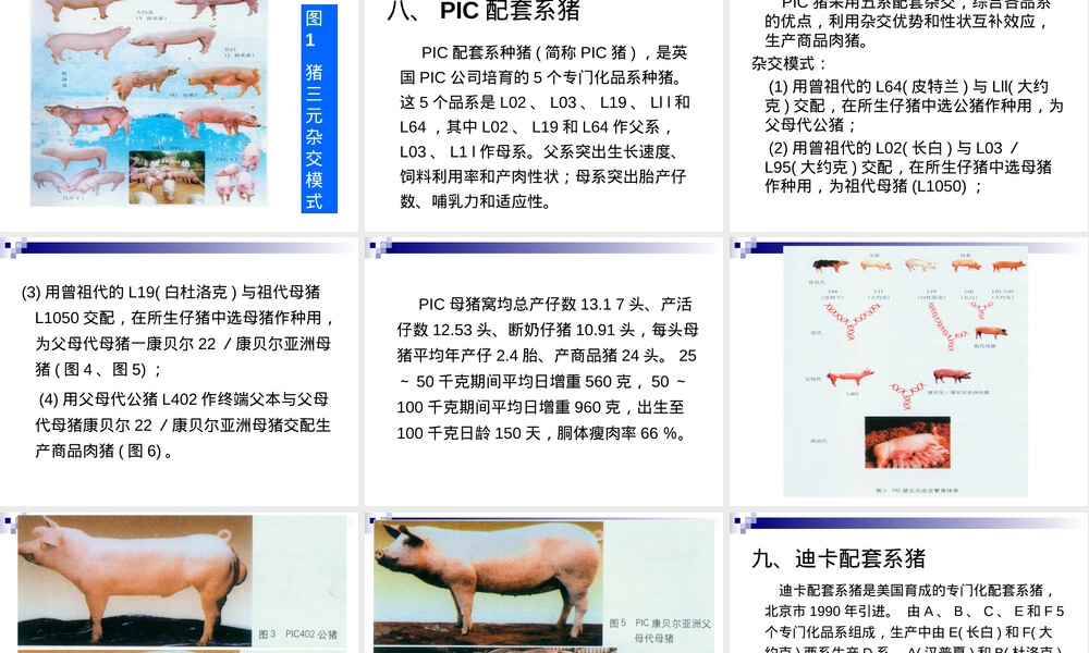 猪的饲养管理PPT课件.ppt