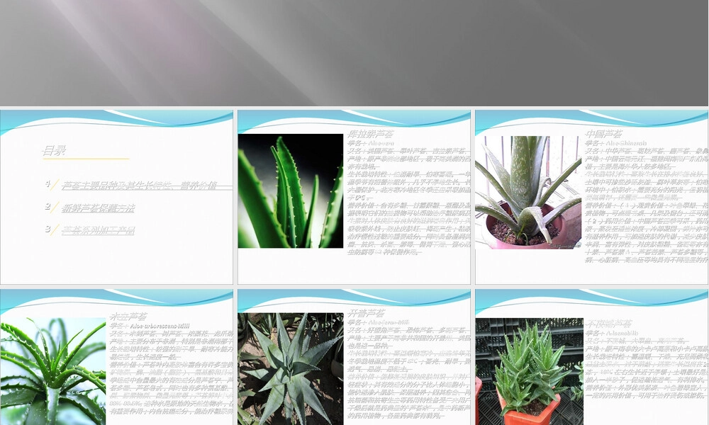 芦荟及其系列产品介绍PPT课件.ppt