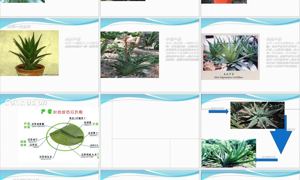 芦荟及其系列产品介绍PPT课件.ppt