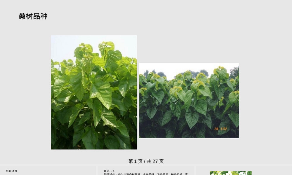 桑树栽培与管理PPT课件,桑树栽培技术与管理方法教学PPT课件.pptx