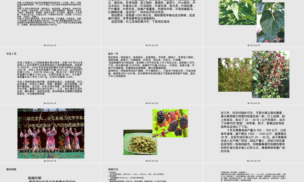 桑树栽培与管理PPT课件,桑树栽培技术与管理方法教学PPT课件.pptx