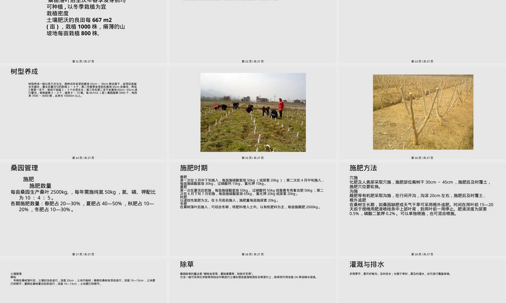 桑树栽培与管理PPT课件,桑树栽培技术与管理方法教学PPT课件.pptx