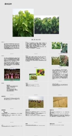 桑树栽培与管理PPT课件,桑树栽培技术与管理方法教学PPT课件.pptx