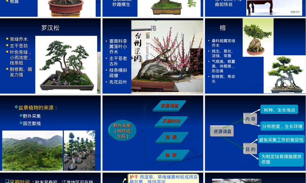 盆景的材料工具PPT课件.ppt