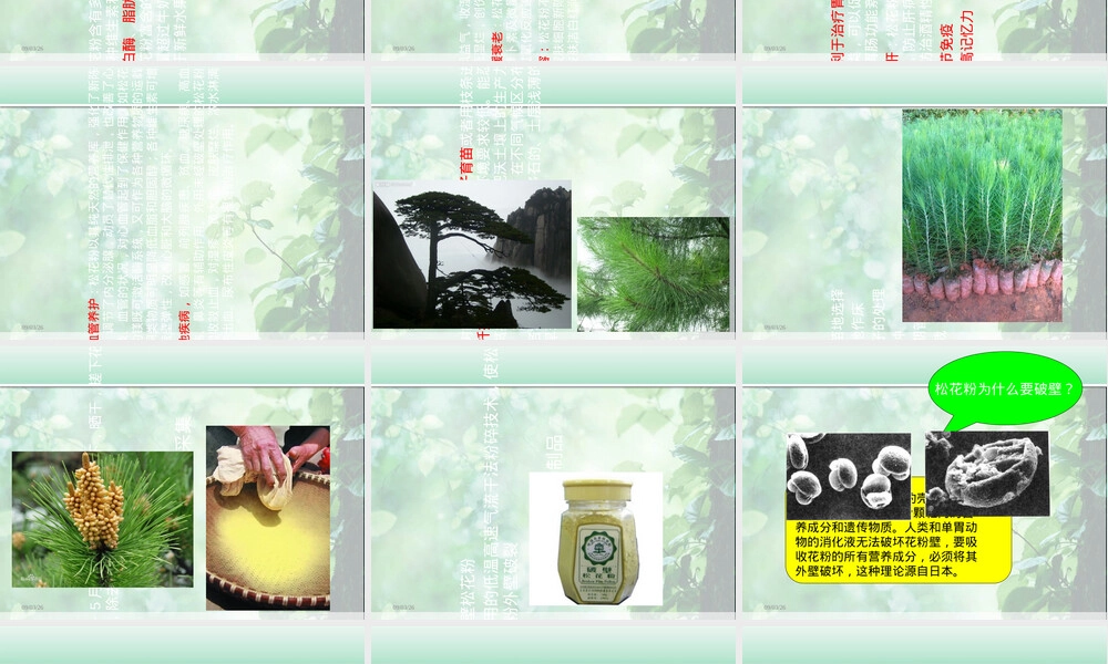 松花粉健康知识PPT课件.ppt