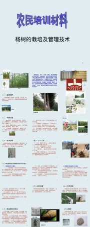 农民技术培训杨树栽培与管理PPT课件.ppt
