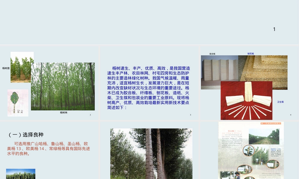 农民技术培训杨树栽培与管理PPT课件.ppt