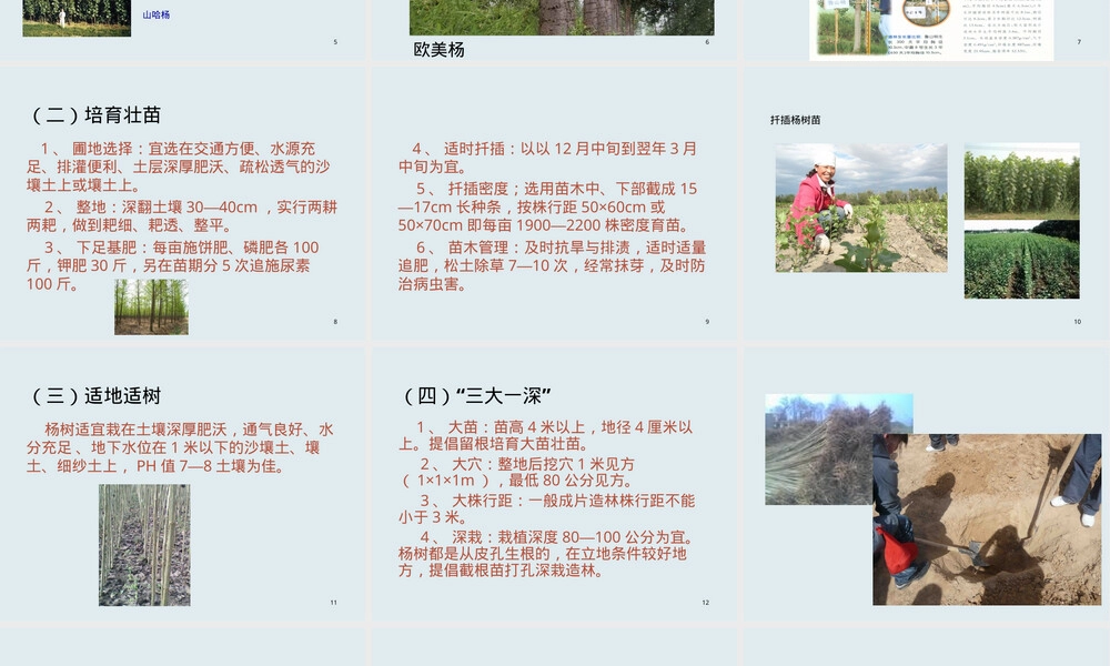 农民技术培训杨树栽培与管理PPT课件.ppt