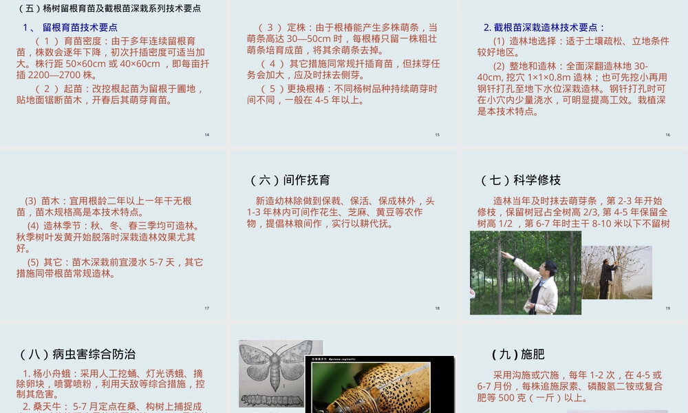 农民技术培训杨树栽培与管理PPT课件.ppt