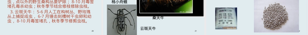 农民技术培训杨树栽培与管理PPT课件.ppt