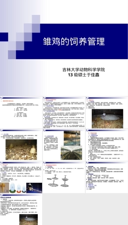 雏鸡的饲养管理PPT课件.ppt