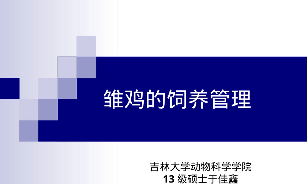雏鸡的饲养管理PPT课件.ppt