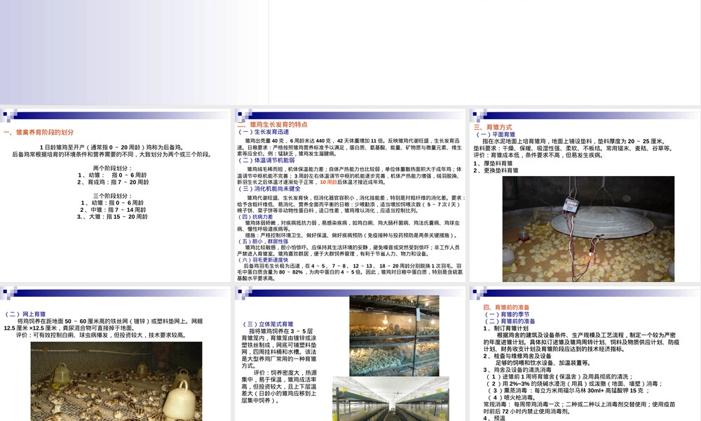 雏鸡的饲养管理PPT课件.ppt