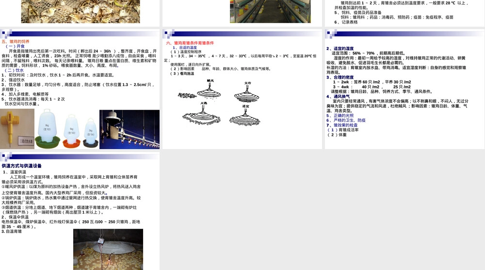 雏鸡的饲养管理PPT课件.ppt