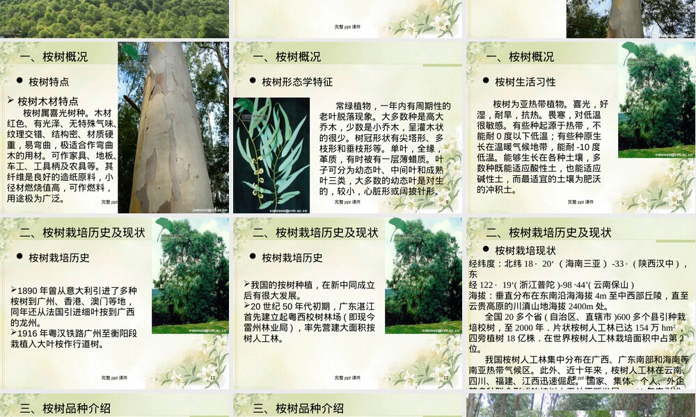 桉树速生丰产栽培管理技术PPT课件.ppt
