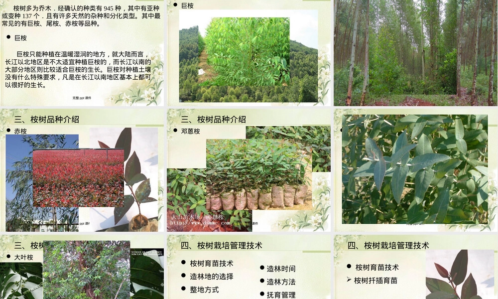 桉树速生丰产栽培管理技术PPT课件.ppt