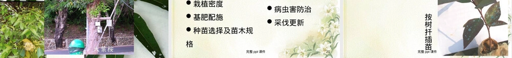 桉树速生丰产栽培管理技术PPT课件.ppt