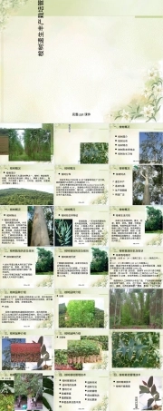 桉树速生丰产栽培管理技术PPT课件.ppt