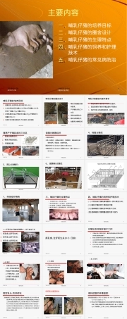 哺乳仔猪饲养管理技术PPT课件.ppt
