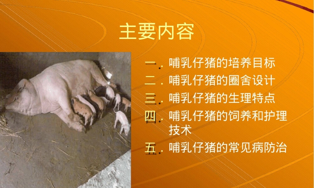 哺乳仔猪饲养管理技术PPT课件.ppt