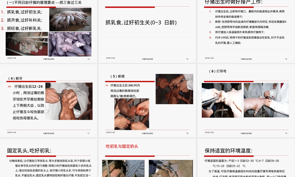 哺乳仔猪饲养管理技术PPT课件.ppt