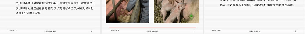 哺乳仔猪饲养管理技术PPT课件.ppt