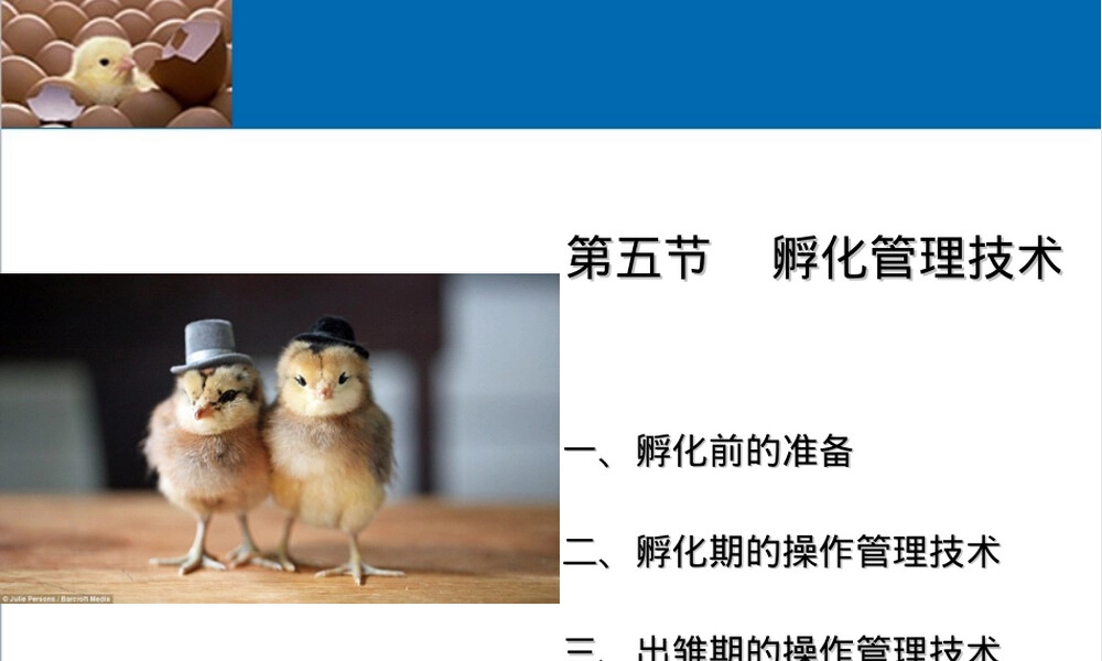 孵化管理技术教学PPT课件.ppt