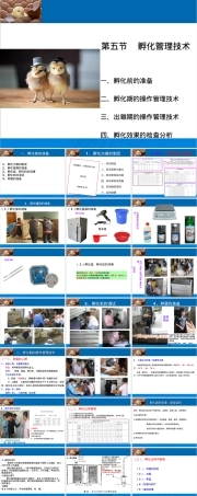 孵化管理技术教学PPT课件.ppt