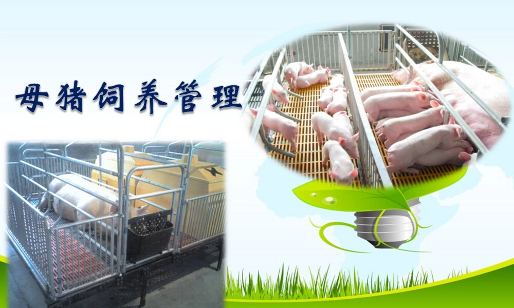 母猪饲养管理技术培训PPT课件.ppt