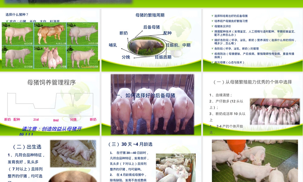 母猪饲养管理技术培训PPT课件.ppt