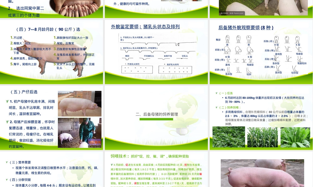 母猪饲养管理技术培训PPT课件.ppt