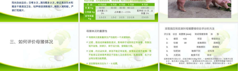 母猪饲养管理技术培训PPT课件.ppt